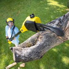 Best Tree Preservation Services  in Spring Mount, PA