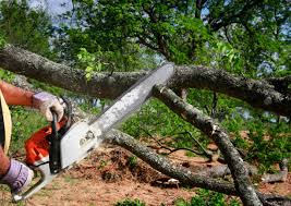 Trusted Spring Mount, PA  Tree Services Experts