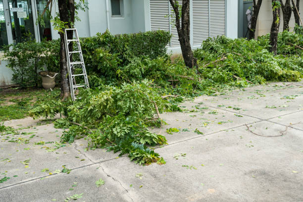 Best Tree Trimming and Pruning  in Spring Mount, PA